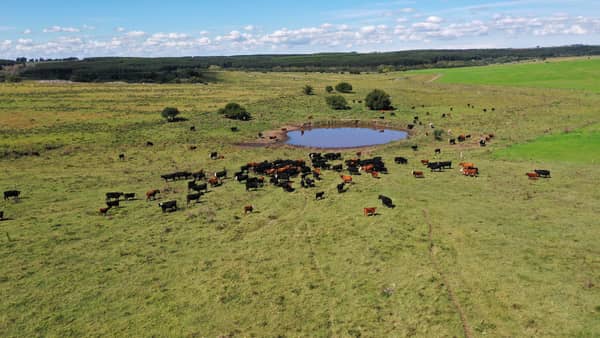 Campo con excelente ubicación en Colonia y con hectáreas a ambos lados de la ruta. 
